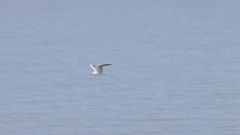 una gaviota en vuelo sobre un cuerpo de agua