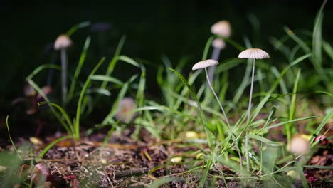 Winzige-Gefaltete-Tintenpilze-Auf-Dem-Waldboden-In-Sanfter-Brise