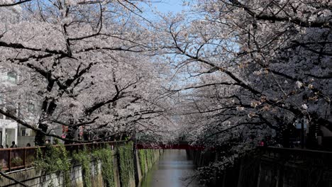 la mejor flor de cerezo en tokio