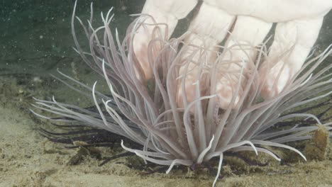 a marine scientist interacts with a sea tube anemone underwater by touching its poisonous tentacles