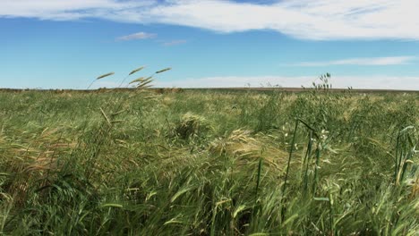 wide left pan shot of the waving rye and grass at the farmers field