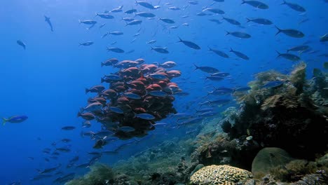 a school of fish swimming in a very tight group above a coral reef