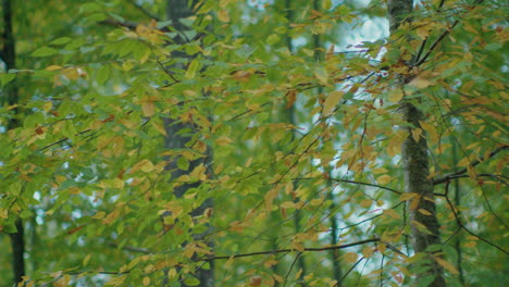 trees and branches adorned with vibrant yellow and green leaves. the camera pans slowly through the foliage, capturing the beauty and serenity of nature in a picturesque setting.