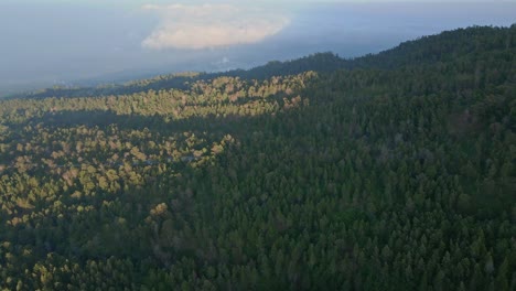 volando alto sobre las copas de los árboles de un bosque verde