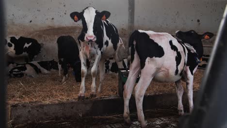 holstein cows inside a farm barn