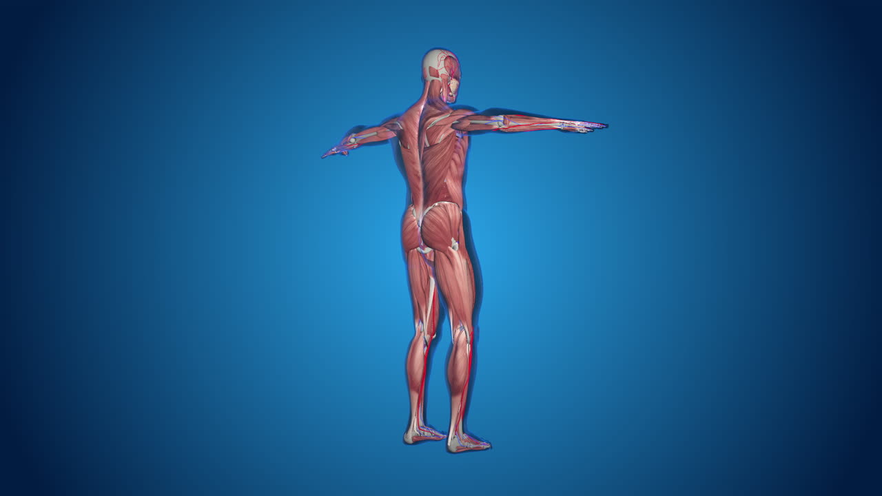 Human Musculature Anatomy