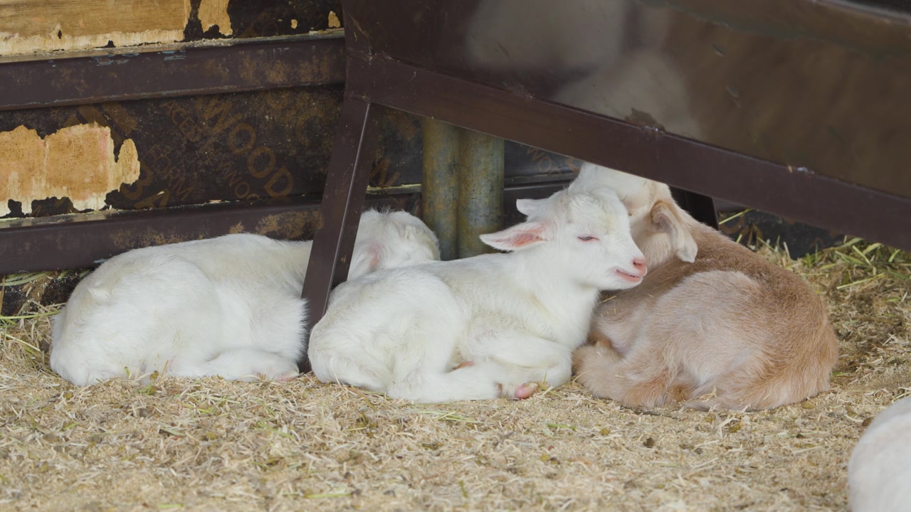 Tre adorabili capretti appena nati si coccolano sulla paglia in un recinto di stalla mentre uno mordicchia delicatamente l'orecchio del fratellino all'Anseong Farmland Corea.