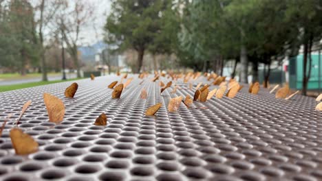 a metal grate with maple seeds shaking in the park