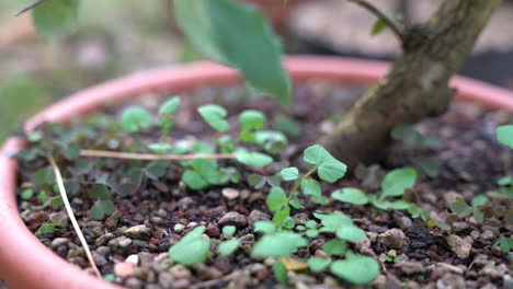 during a windy and cloudy day a man is gardening and cleaning his plants at home