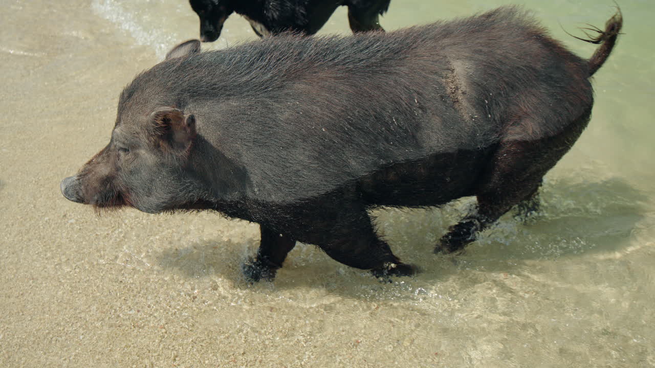 Maiale sulla spiaggia