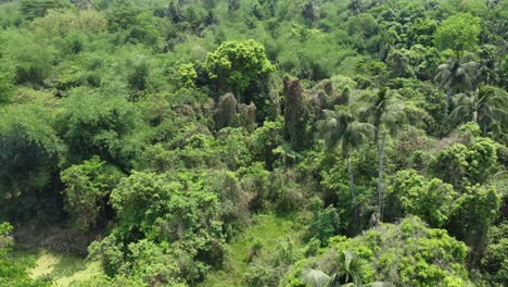 Luft--Oder-Draufsicht-Auf-Tiefgrünen-Wald-Oder-Dschungel