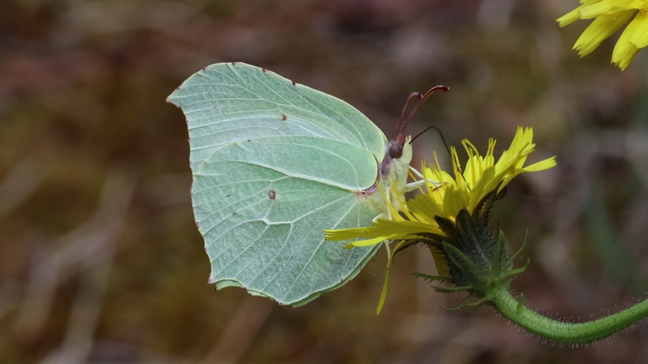 A Brimstone Butterfly, Gonepteryx rhamni, feeding from a yellow flower in early Autumn. Picos de Europa National Park. Spain