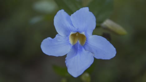 En-Esta-Toma-Detallada-De-Una-Impresionante-Flor-Violeta-Tropical-India-Brilla-Como-Tema-Principal,-Sus-Tonos-Vibrantes-Y-Delicados-Pétalos,-Exhibidos-Sobre-Un-Fondo-Artísticamente-Borroso-En-La-India.