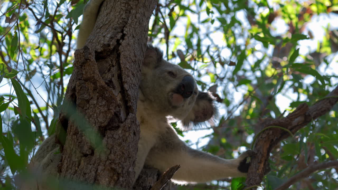 lindo oso koala sentado en un árbol