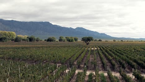 aerial image moving laterally, showcasing beautiful vineyards in cafayate, salta, argentina, capturing the vastness and beauty of the grape plantations