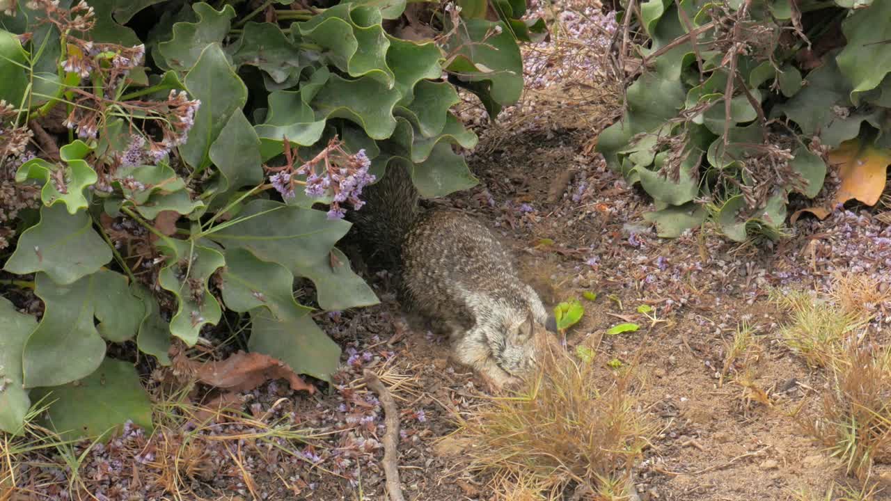 hermosa y linda ardilla pequeña comiendo un aguacate junto a algunas plantas