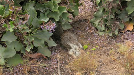 いくつかの植物の横にあるアボカドを食べる美しくてかわいい小さなリス