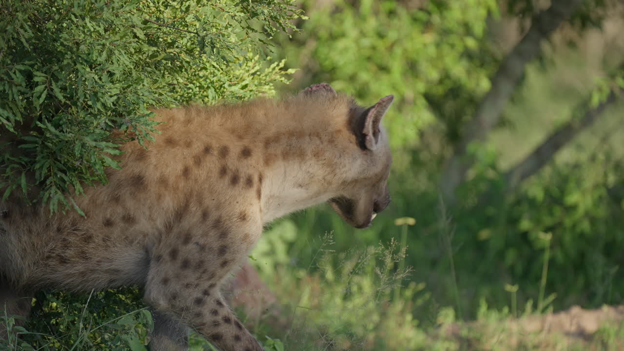 Spotted Hyena in the Savannah