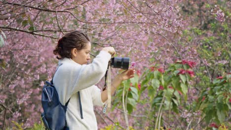 woman taking photo of cherry blossoms