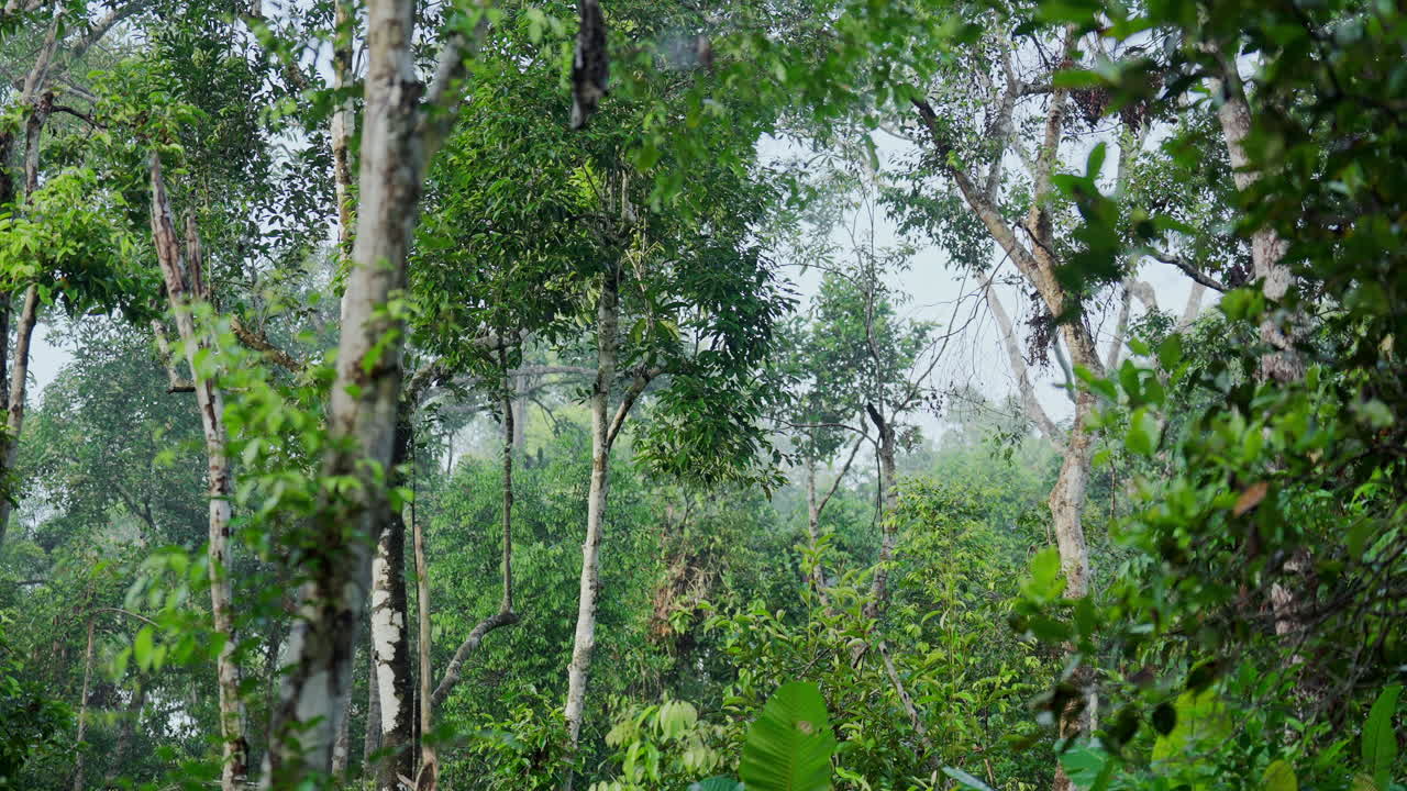 密集的熱帶雨林