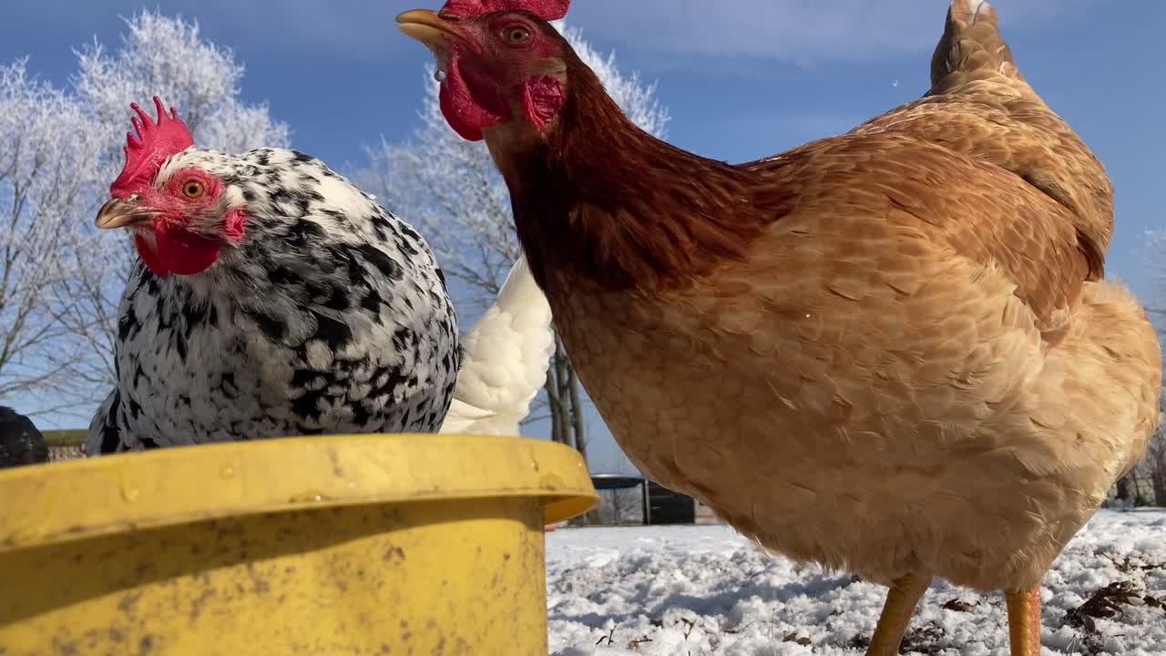 Free-range hens drink from a yellow bowl on a frosty winter morning. Close, low-angle shot with snowy ground and frozen trees in background