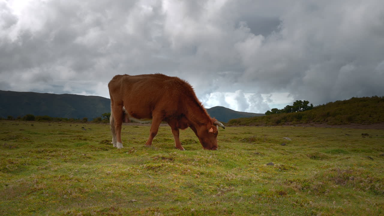 Le mucche pascolano in un prato di montagna