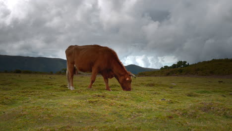 vaca pastando en un prado de montaña