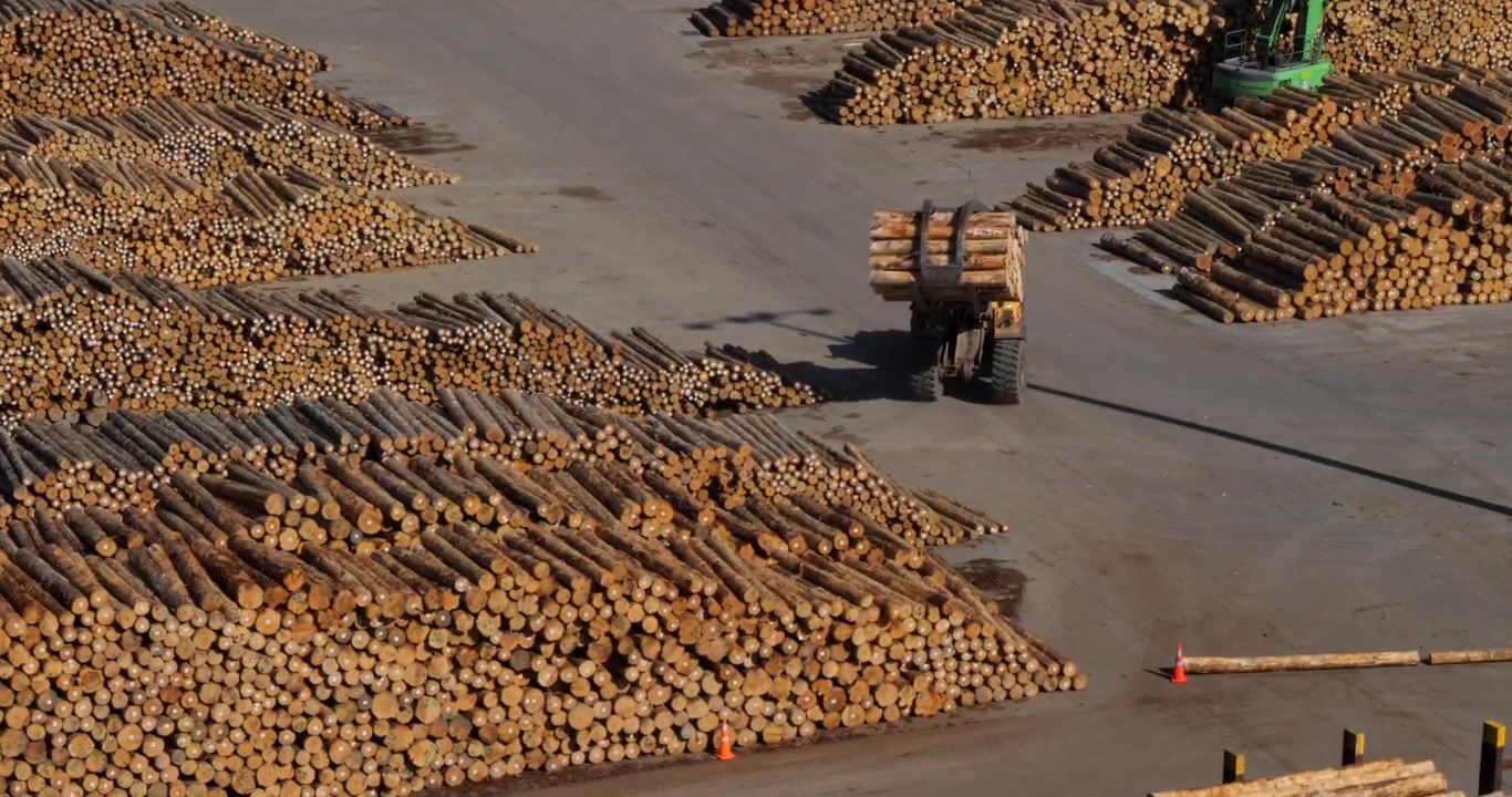 Stapel von Pinus radiata am Waimahara Log Wharf, gelegen in der Shakespeare Bay, Picton. Die Holzindustrie ist eine wichtige Industrie für Neuseeland.
