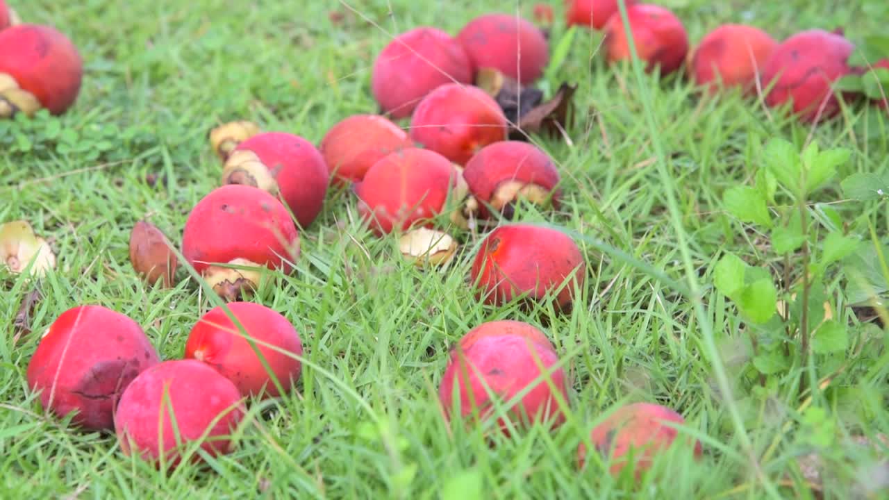primer plano de la fruta roja que ha caído al suelo
