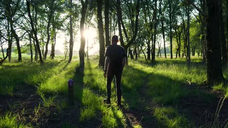 peaceful nature walk with morning sunlight filtering through trees