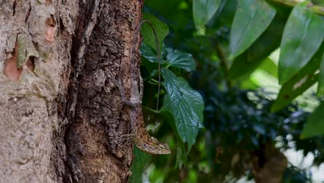 El-Lagarto-De-Jardín-Oriental-También-Se-Llama-Lagarto-De-Jardín-Oriental,-Chupasangre-Y-Lagarto-Cambiable