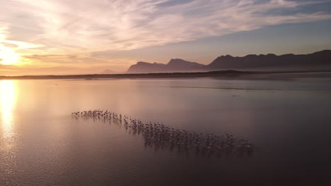 Bandada-De-Flamencos-En-Una-Laguna-Al-Atardecer-Con-Montañas-En-La-Distancia