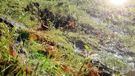 Agua-De-Lluvia-Cayendo-Y-Goteando-Sobre-Musgo-Verde-Y-Vegetación-De-Líquenes-En-El-Suelo