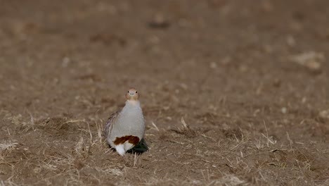 Perfect-closeup-of-gray-partridge-bird-walking-on-road-and-grass-meadow-feeding-and-hiding