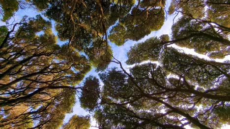 Looking-up-at-forest-canopy-of-native-New-Zealand-trees-whilst-hiking-in-beautiful-outdoors-nature-of-NZ-Aotearoa