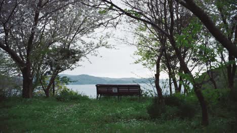 empty park bench framed by blossoming trees with a serene lake view in the background