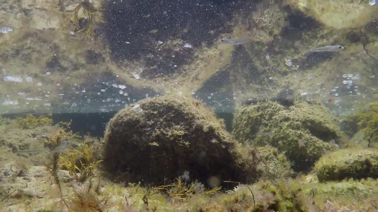 Små fisk svømmer over stenet havbund med alger i lavt, klart vand.