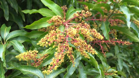 impresionantes imágenes de las flores del árbol de mango que crecen listas para convertirse en jóvenes frutas tropicales exóticas