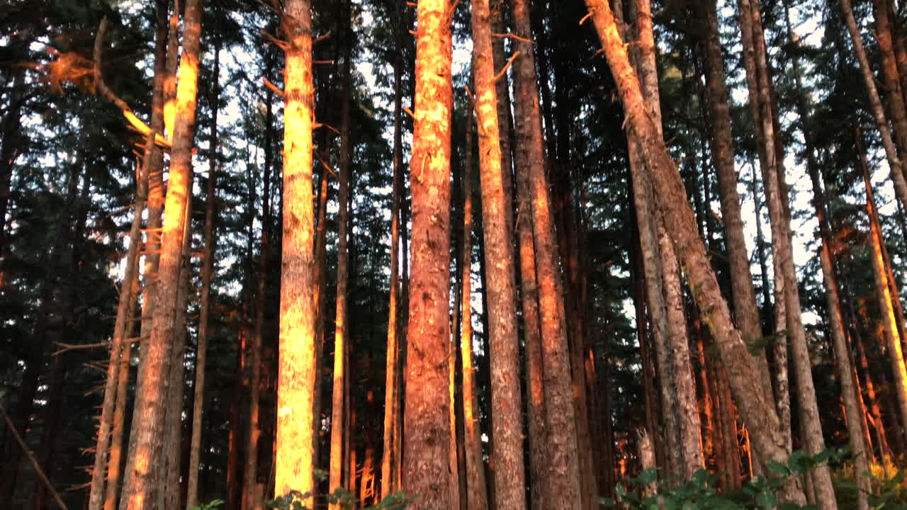 Drone che vola molto basso su un sentiero forestale controluce.