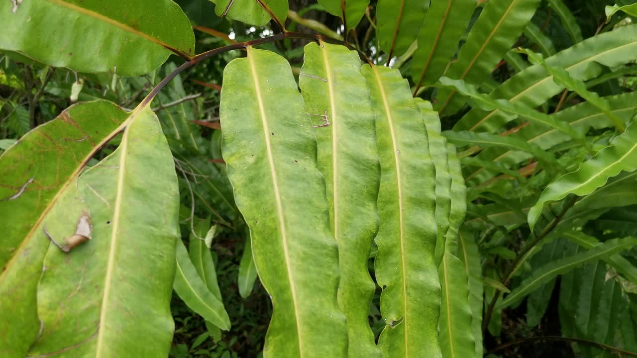 Close Up of Plantation Leaf's in a Garden in Thailand