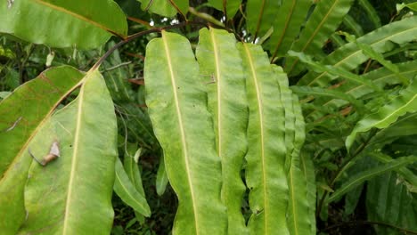 close up of plantation leaf's in a garden in thailand