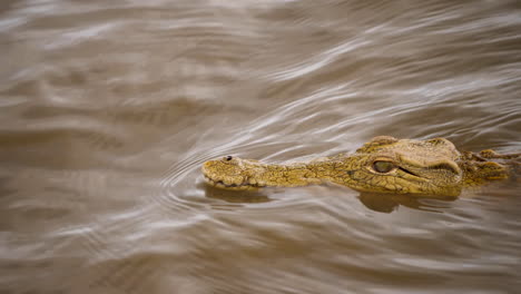 tight shot: head of nile crocodile swimming in wavy, murky water