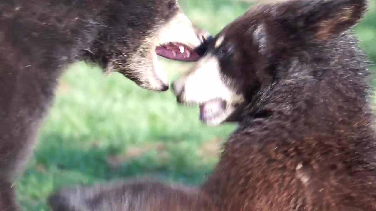 Black bear cubs playfully wrestle with each other.