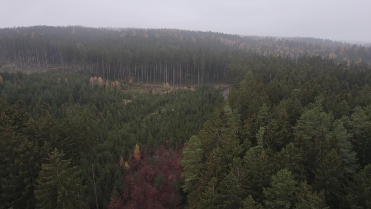 Vista aerea frontale di una foresta di pini