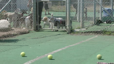 manada de perros pequeños corriendo hacia pelotas de tenis en cámara lenta