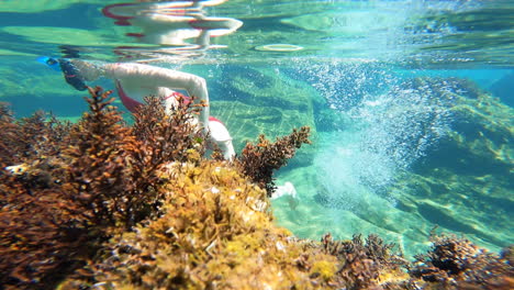 view of algae from a coral underwater in