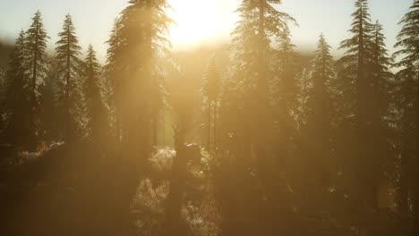 Deer-Male-in-Forest-at-Sunset