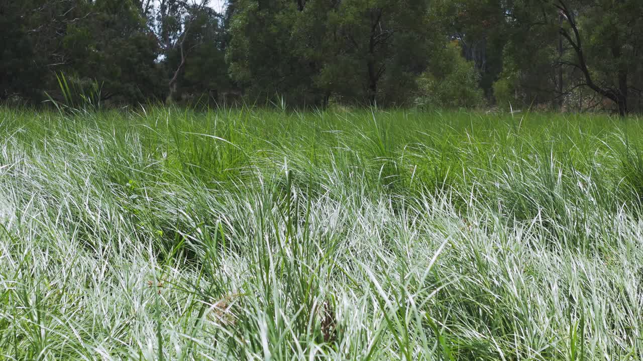 Ammira la serena e rigogliosa erba estiva che ondeggia dolcemente nella brezza in un parco di Melbourne. Catturata in modo impeccabile con vivaci tonalità di verde, l'immagine mette in risalto un paesaggio naturale senza persone.