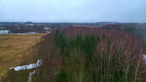 Multicolor-forest-nature-in-the-winter,-evergreen-tree-snow-on-grass