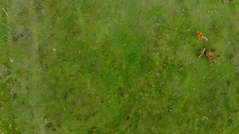 Top-View-Of-Wild-Horses-Grazing-In-The-Pasture-Over-Mountains-Of-Capelada-In-Galicia,-Spain